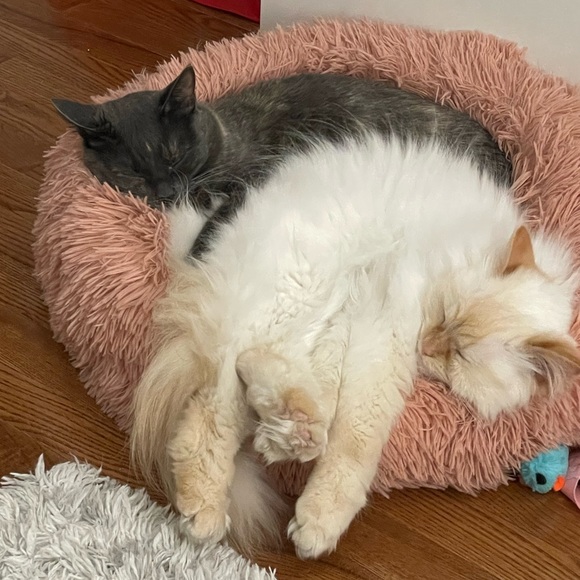 🚨ATTENTION🚨 - Picture 6 of 8